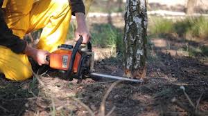 Best Root Management and Removal  in Thatcher, UT