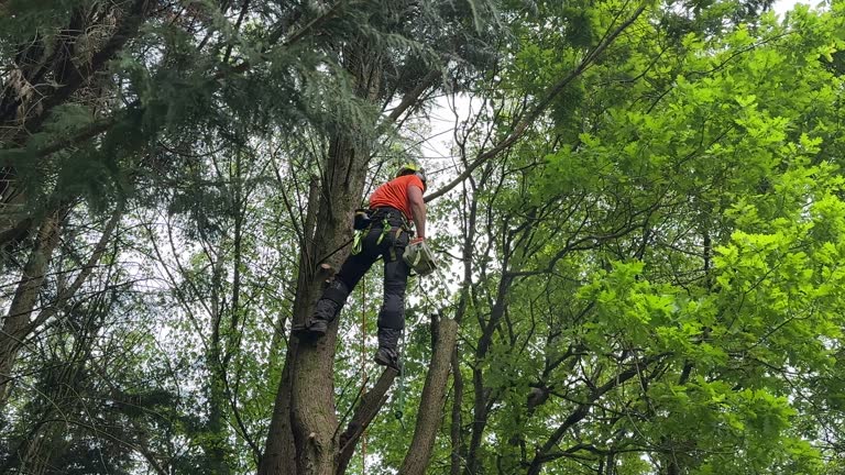 Thatcher, UT Tree Services Company