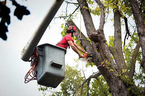 Best Tree and Shrub Care  in Thatcher, UT